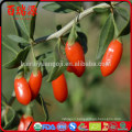 High export rate goji goji berries dried goji berry with in free samples